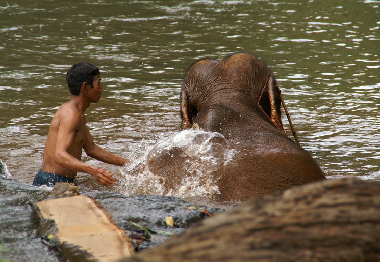 Olifanten in Elephant Valley